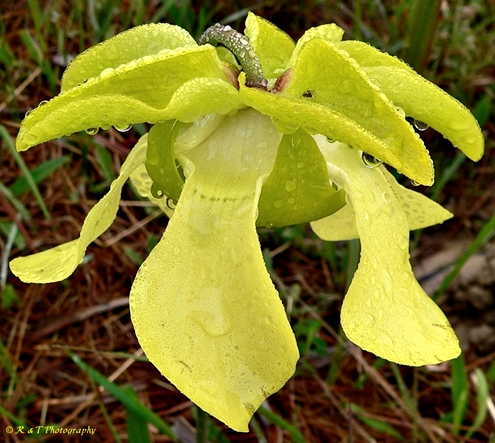 {Sarracenia alata}